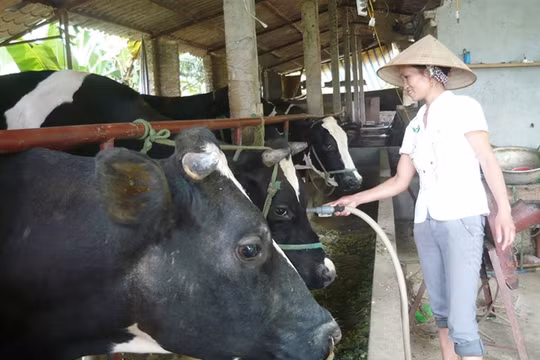 Giá sữa bò Việt Nam cao nhất thế giới