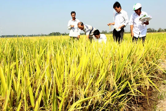 Tám doanh nghiệp mua lúa trực tiếp với các hợp tác xã và nông dân trên diện tích 9.500ha 