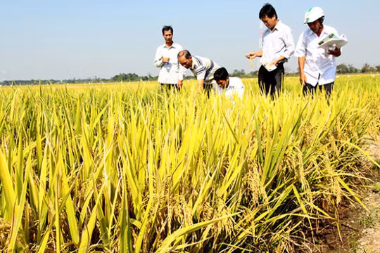 Tám doanh nghiệp mua lúa trực tiếp với các hợp tác xã và nông dân trên diện tích 9.500ha 