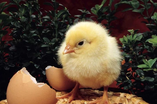 Một con gà “cõng” 14 loại phí: Bộ Nông nghiệp đề xuất “giải cứu”