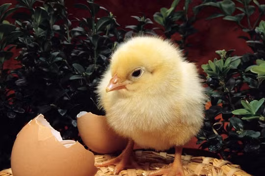 Một con gà “cõng” 14 loại phí: Bộ Nông nghiệp đề xuất “giải cứu”