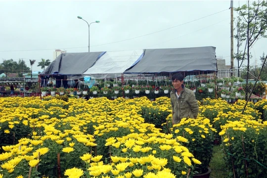 Những ngày cận Tết, trời mưa kéo dài tại nhiều tỉnh miền Trung nên lượng người mua giảm. Sáng 26/1 (29 Tết), trời rực nắng khiến mặt hàng này sôi động trở lại.
