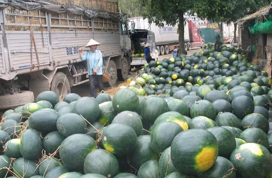 Ùn tắc hàng nông sản tại Lạng Sơn có thể kéo dài sang tháng 5