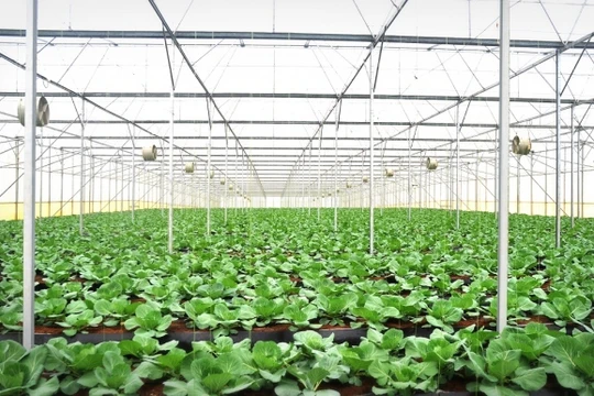 Cánh đồng rau sạch 500 ha của tỷ phú Phạm Nhật Vượng