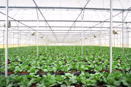 Cánh đồng rau sạch 500 ha của tỷ phú Phạm Nhật Vượng