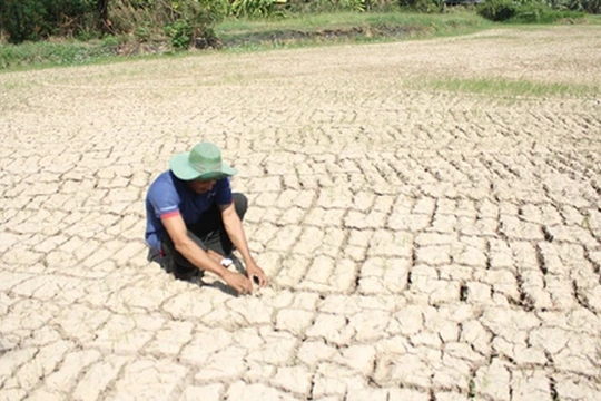 Hiện ĐBSCL có khoảng 1,5 triệu nông dân trồng lúa và gần 475.000 hộ dân thiếu nước ngọt sinh hoạt
