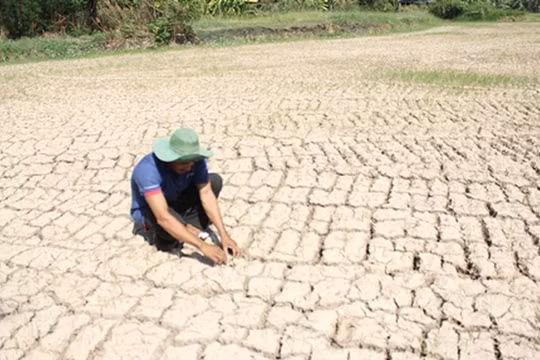 Hiện ĐBSCL có khoảng 1,5 triệu nông dân trồng lúa và gần 475.000 hộ dân thiếu nước ngọt sinh hoạt