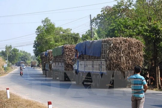 Một “cò canh đường” đang gọi báo động cho các tài xế xe chở mía trên đường Trần Văn Trà (địa phận xã Bình Minh, thành phố Tây Ninh ). (Ảnh: Thanh Tân/TTXVN)