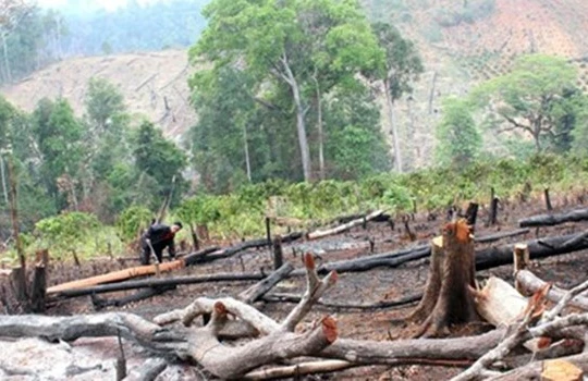 Rừng được DN thuê trong một dự án ở Đắk Nông bị chặt phá 