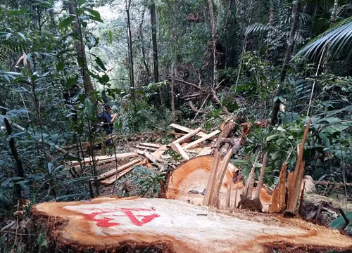 Hơn 60 cây pơ mu hàng trăm tuổi ở khu vực biên giới bị chặt hạ: Ảnh: Tiến Hùng.