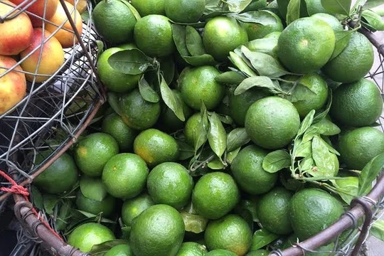 Mỗi ngày có gần 100 tấn cam xanh Trung Quốc được nhập về qua cửa khẩu Tân Thanh