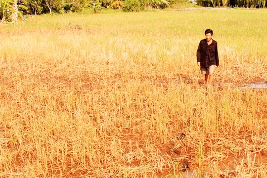 Lúa đã chết nhiều ở đồng bằng sông Cửu Long Ảnh: V.T.