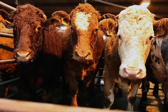 Úc quy định quy trình giết mổ phải giảm nguy cơ chấn thương, đau đớn cho con vật