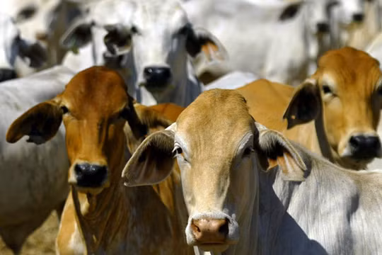 Úc điều tra lò mổ Việt Nam có bạc đãi với gia súc hay không