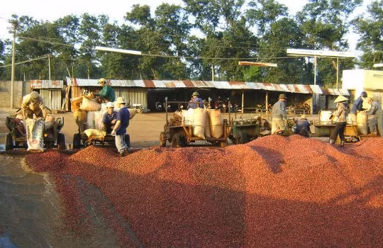 Cà phê Việt Nam xuất khẩu vào Ả Rập Xê Út bị phát hiện nhiễm hóa chất