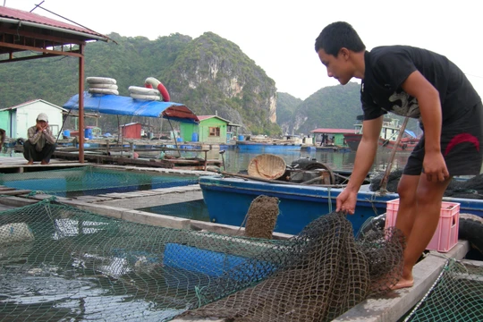 Việt Nam còn nhiều việc cần làm để bảo đảm an toàn thực phẩm bằng kiểm soát “đầu vào” nguyên liệu thức ăn chăn nuôi. Ảnh: Quốc Dũng