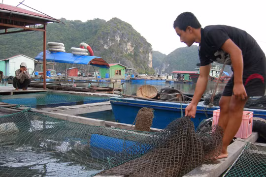 Việt Nam còn nhiều việc cần làm để bảo đảm an toàn thực phẩm bằng kiểm soát “đầu vào” nguyên liệu thức ăn chăn nuôi. Ảnh: Quốc Dũng