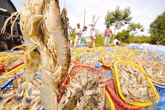 Xuất khẩu thủy sản đang gặp bất lợi do nguồn nguyên liệu không đảm bảo chất lượng, vệ sinh. Ảnh: LÊ HOÀNG VŨ