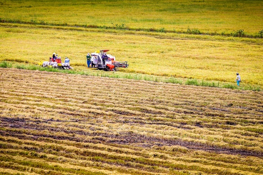 Thu hoạch vụ hè - thu tại Hậu Giang. Ảnh Lý Anh Lam 