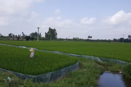 Ruộng đất được phân chia bình quân là đặc trưng của quản lý đất đai tại nông thôn Việt Nam. Ảnh: Quốc Dũng.