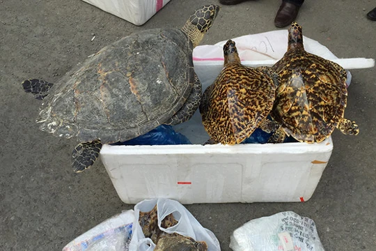Xác rùa biển trong lô hàng bị Đội kiểm soát Hải quan Hải Phòng tạm giữ - Ảnh: Hải quan Hải Phòng cung cấp