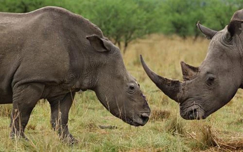 Cán bộ “hoàng hôn nhiệm kỳ” Quảng Nam  kể chuyện đi Nam Phi “học làm du lịch“