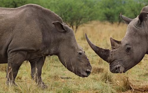 Cán bộ “hoàng hôn nhiệm kỳ” Quảng Nam  kể chuyện đi Nam Phi “học làm du lịch“