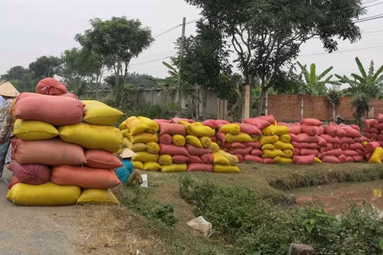 Thu mua tạm trữ lúa gạo