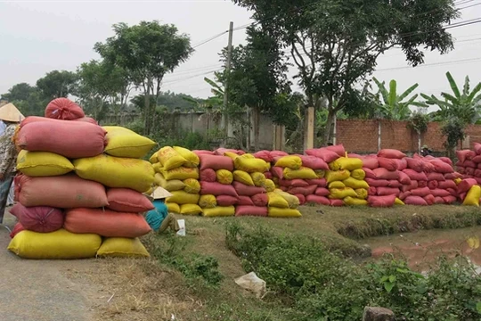 Thu mua tạm trữ lúa gạo