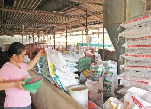 Thức ăn chăn nuôi tại một trang trại có chứa chất cấm - Ảnh minh họa