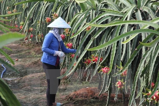 Chăm sóc cây thanh long sắp tới kỳ thu hoạch. (Ảnh: Trường Giang/TTXVN)