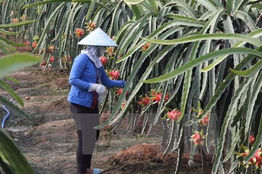 Chăm sóc cây thanh long sắp tới kỳ thu hoạch. (Ảnh: Trường Giang/TTXVN)