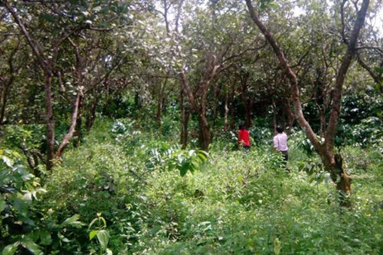 Nhiều diện tích đất của người dân xã Đắk Ngo đang có tranh chấp chưa thể giải quyết xong. Trong ảnh: Nhà và vườn rẫy của người dân buôn Phi La Te, xã Đắk Ngo, huyện Tuy Đức, Đắk Nông - Ảnh: B.D.