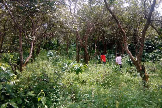 Nhiều diện tích đất của người dân xã Đắk Ngo đang có tranh chấp chưa thể giải quyết xong. Trong ảnh: Nhà và vườn rẫy của người dân buôn Phi La Te, xã Đắk Ngo, huyện Tuy Đức, Đắk Nông - Ảnh: B.D.