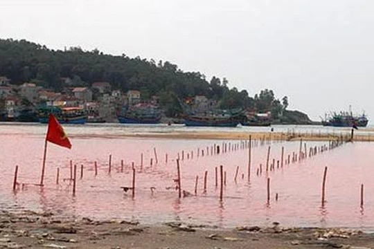 Thủy triều đỏ xuất hiện ở Nghệ An