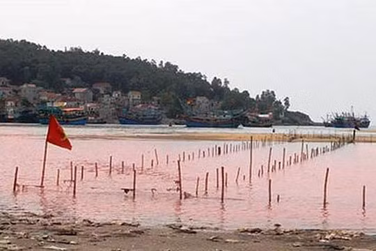 Thủy triều đỏ xuất hiện ở Nghệ An