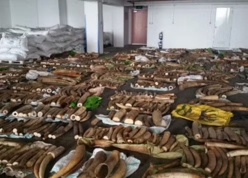 Số ngà voi lậu bị Hải quan Singapore tịch thu - Ảnh: Hải quan Singapore