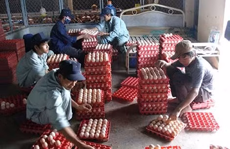 Nhiều bộ, ngành cùng quản một quả trứng nhưng lại thiếu sự thống nhất khiến doanh nghiệp gặp khó khăn.