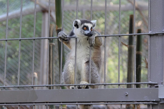 Vượn cáo đuôi khoang được nhốt trong chuồng ở Vinpearl Safari Phú Quốc. Ảnh: Việt Tường.