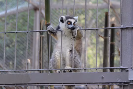 Vượn cáo đuôi khoang được nhốt trong chuồng ở Vinpearl Safari Phú Quốc. Ảnh: Việt Tường.