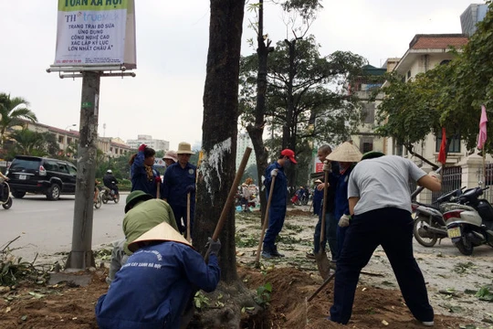 Cây xanh bị chặt hạ trên đường phố Hà Nội 