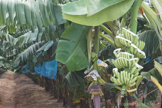 Nông nghiệp đang là cứu cánh của HAG. Ảnh: VietnamBiz