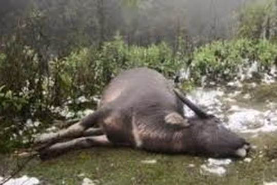 Các ngân hàng sẽ hỗ trợ người dân có trâu, bò bị chết rét