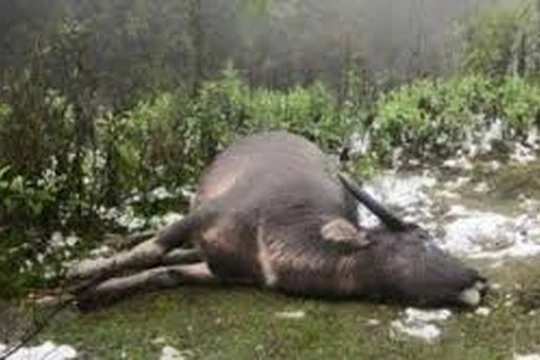 Các ngân hàng sẽ hỗ trợ người dân có trâu, bò bị chết rét