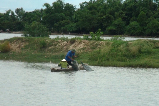 Người nuôi trồng thủy hải sản ở thôn Cồn Nâm (xã Quảng Minh) điêu đứng sau vụ cá chết