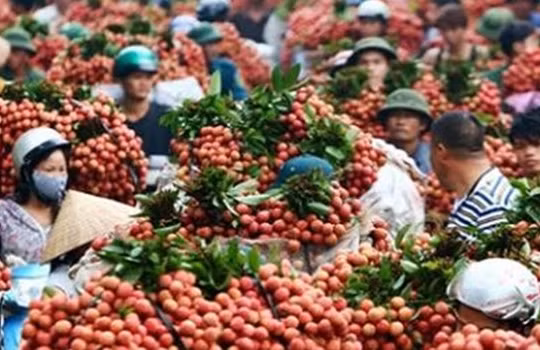 Mùa vải năm nay sẽ có một lượng lớn được xuất sang Úc