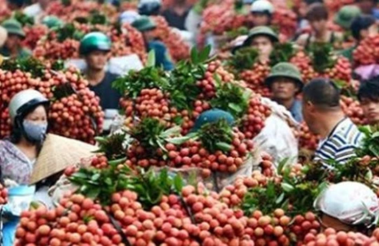 Mùa vải năm nay sẽ có một lượng lớn được xuất sang Úc