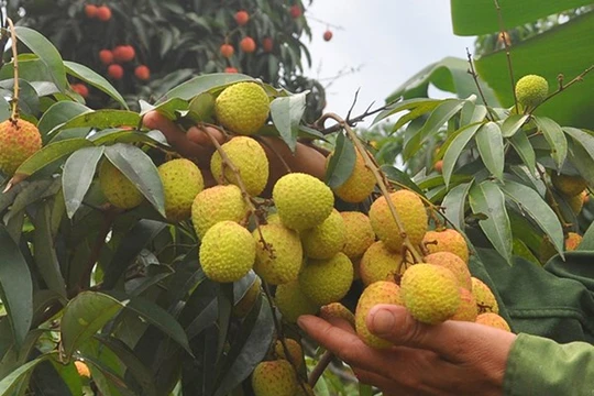 Ảnh minh họa. Nguồn Internet