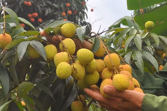 Ảnh minh họa. Nguồn Internet