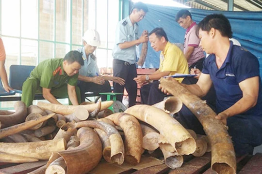 Một vụ bắt giữ buôn lậu ngà voi. Ảnh: CAND